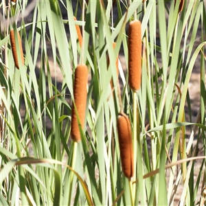 Typha orientalis at Bellmount Forest, NSW - 16 Feb 2025 10:20 AM