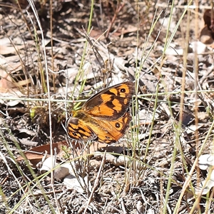 Heteronympha penelope at Bellmount Forest, NSW - 16 Feb 2025 10:25 AM