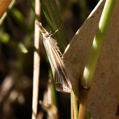 Hednota grammellus at Bellmount Forest, NSW - 16 Feb 2025 10:40 AM
