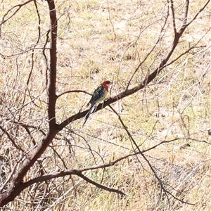 Platycercus eximius at Bellmount Forest, NSW - 16 Feb 2025 10:45 AM