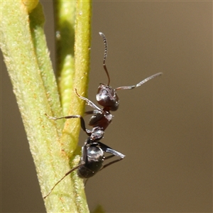 Iridomyrmex sp. (genus) at Bellmount Forest, NSW - 16 Feb 2025 10:47 AM