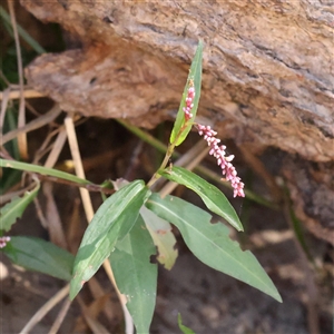 Persicaria decipiens at Bellmount Forest, NSW - 16 Feb 2025 10:50 AM