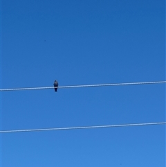 Artamus cyanopterus (Dusky Woodswallow) at Brownlow Hill, NSW - Yesterday by MaxDownes