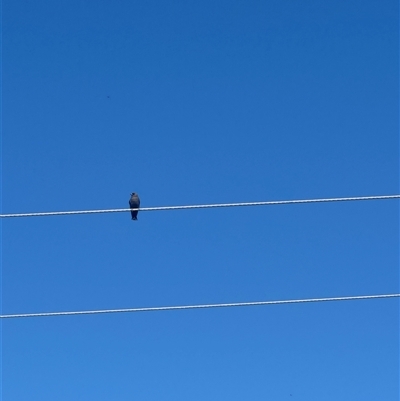 Artamus cyanopterus (Dusky Woodswallow) at Brownlow Hill, NSW - 13 Mar 2025 by MaxDownes