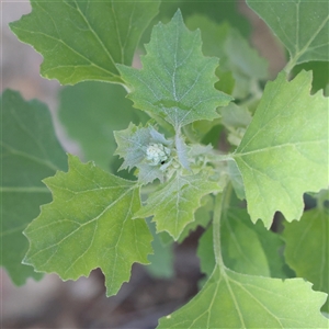 Chenopodium album at Bellmount Forest, NSW - 16 Feb 2025 10:53 AM