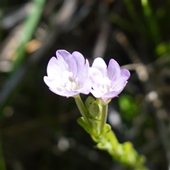 Epilobium billardiereanum subsp. hydrophilum at Providence Portal, NSW - 19 Dec 2024 by RobG1