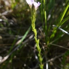 Epilobium billardiereanum subsp. hydrophilum at Providence Portal, NSW - suppressed