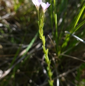 Epilobium billardiereanum subsp. hydrophilum at Providence Portal, NSW - suppressed