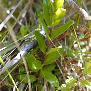 Epilobium billardiereanum subsp. hydrophilum at Providence Portal, NSW - suppressed
