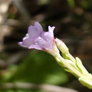 Epilobium billardiereanum subsp. hydrophilum at Providence Portal, NSW - suppressed