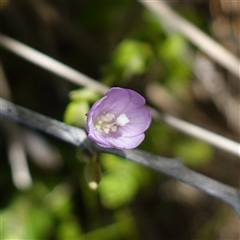 Epilobium billardiereanum subsp. hydrophilum at Providence Portal, NSW - suppressed