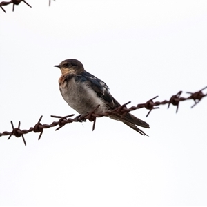 Hirundo neoxena (Welcome Swallow) at Lawson, ACT - 12 Mar 2025 by AlisonMilton