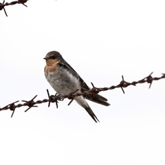 Hirundo neoxena at Lawson, ACT - 12 Mar 2025 10:30 AM