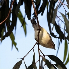 Smicrornis brevirostris (Weebill) at Lawson, ACT - 12 Mar 2025 by AlisonMilton