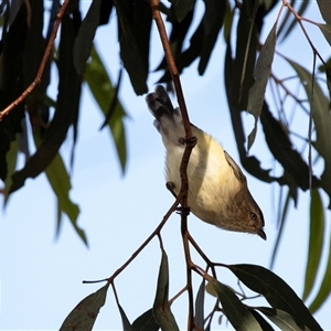 Smicrornis brevirostris at Lawson, ACT - 12 Mar 2025 by AlisonMilton