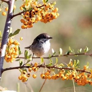 Malurus cyaneus (Superb Fairywren) at Lawson, ACT - 12 Mar 2025 by AlisonMilton