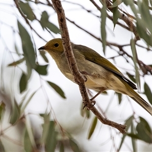 Ptilotula penicillata at Lawson, ACT - 12 Mar 2025 10:57 AM
