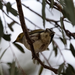 Ptilotula penicillata at Lawson, ACT - 12 Mar 2025 10:57 AM