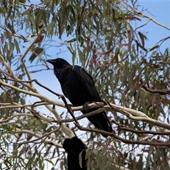 Corvus coronoides (Australian Raven) at Lawson, ACT - 12 Mar 2025 by AlisonMilton