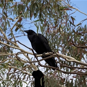 Corvus coronoides (Australian Raven) at Lawson, ACT - 12 Mar 2025 by AlisonMilton