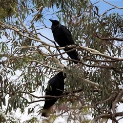 Corvus coronoides at Lawson, ACT - 12 Mar 2025 10:16 AM