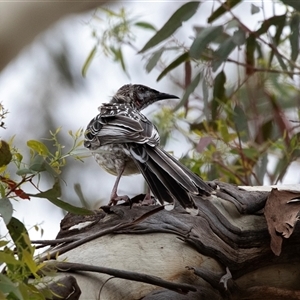 Anthochaera carunculata (Red Wattlebird) at Lawson, ACT - 12 Mar 2025 by AlisonMilton