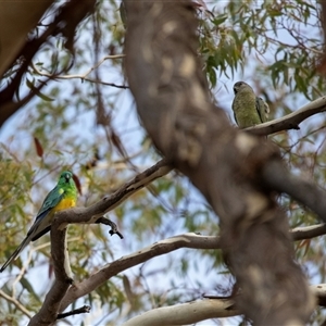 Psephotus haematonotus (Red-rumped Parrot) at Lawson, ACT - 12 Mar 2025 by AlisonMilton