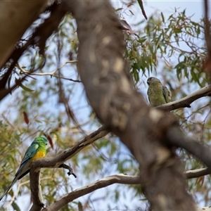 Psephotus haematonotus at Lawson, ACT - 12 Mar 2025 10:17 AM