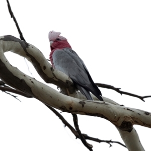 Eolophus roseicapilla (Galah) at Lawson, ACT - 12 Mar 2025 by AlisonMilton