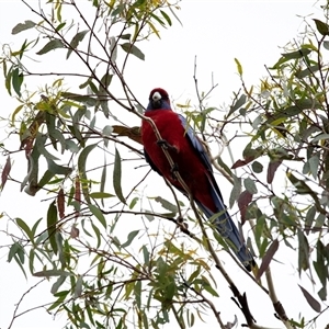 Platycercus elegans (Crimson Rosella) at Lawson, ACT - 12 Mar 2025 by AlisonMilton