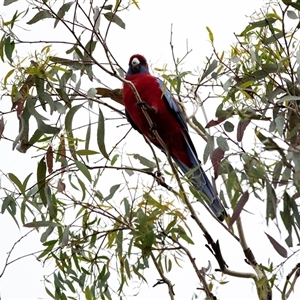Platycercus elegans at Lawson, ACT - 12 Mar 2025 11:25 AM