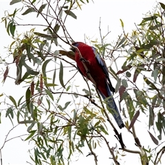 Platycercus elegans at Lawson, ACT - 12 Mar 2025 11:25 AM