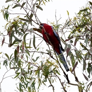 Platycercus elegans at Lawson, ACT - 12 Mar 2025 11:25 AM