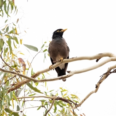 Acridotheres tristis (Common Myna) at Lawson, ACT - 12 Mar 2025 by AlisonMilton