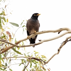 Acridotheres tristis at Lawson, ACT - 12 Mar 2025 11:27 AM