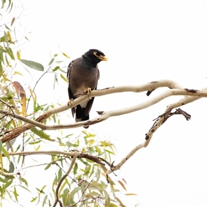 Acridotheres tristis at Lawson, ACT - 12 Mar 2025 11:27 AM