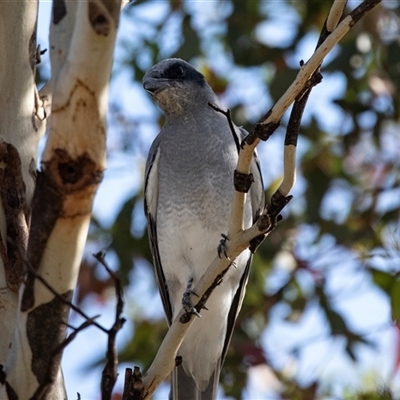Coracina novaehollandiae (Black-faced Cuckooshrike) at Lawson, ACT - 12 Mar 2025 by AlisonMilton