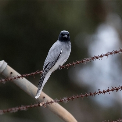 Coracina novaehollandiae (Black-faced Cuckooshrike) at Lawson, ACT - 12 Mar 2025 by AlisonMilton