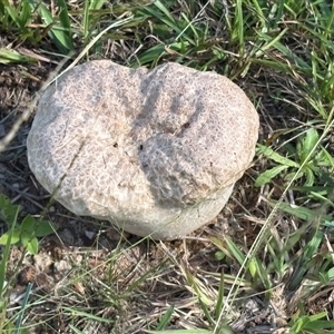 Calvatia sp. at Blaxlands Creek, NSW - 13 Mar 2025 03:47 PM