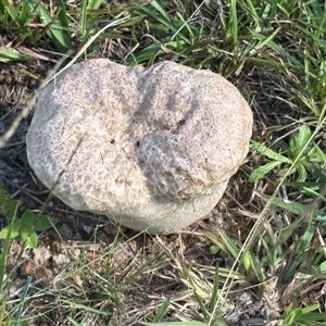 Calvatia sp. (a puffball ) at Blaxlands Creek, NSW - 13 Mar 2025 by VickiC