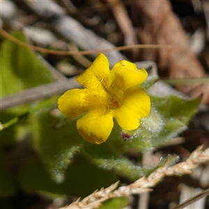 Erythranthe moschata at Providence Portal, NSW - suppressed