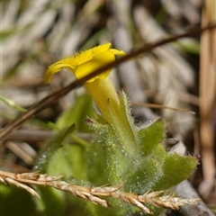 Erythranthe moschata at Providence Portal, NSW - suppressed