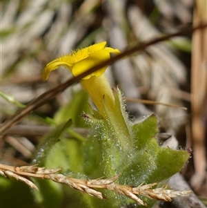 Erythranthe moschata at Providence Portal, NSW - suppressed