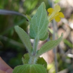 Erythranthe moschata at Providence Portal, NSW - suppressed