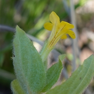 Erythranthe moschata at Providence Portal, NSW - suppressed