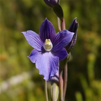 Thelymitra cyanea (Veined Sun Orchid) at Providence Portal, NSW - 19 Dec 2024 by RobG1