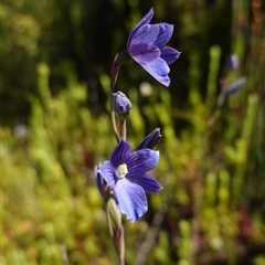Thelymitra cyanea at Providence Portal, NSW - suppressed