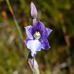 Thelymitra cyanea at Providence Portal, NSW - suppressed