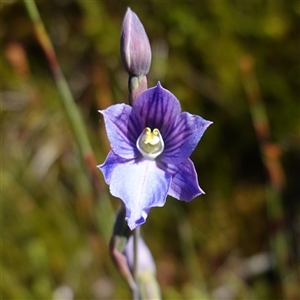 Thelymitra cyanea at Providence Portal, NSW - suppressed