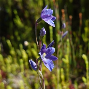 Thelymitra cyanea at Providence Portal, NSW - suppressed